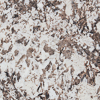 Bianco Antico